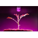 Фитолампа для роста и формирования корней E27 LED 7W Fito GROW (Full Spectrum=9:1) 220V