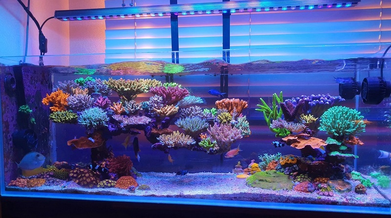 Подсветка аквариума с кораллами