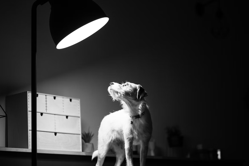 собака под светом светодиодного светильника